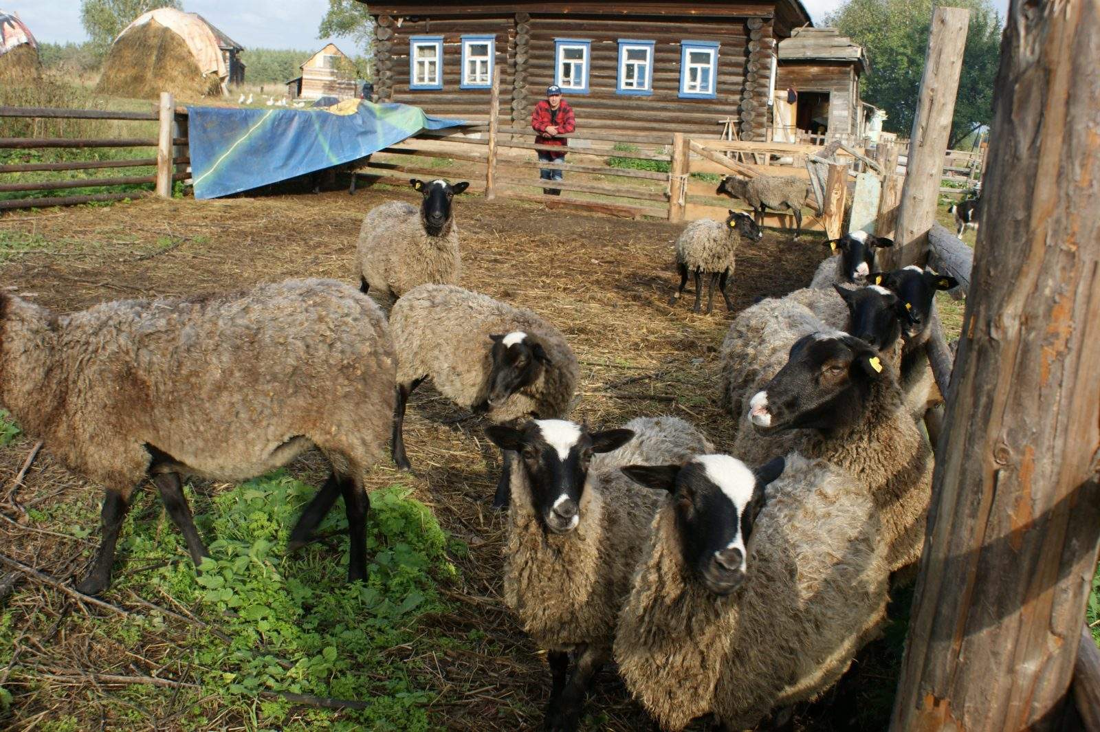 Наше хозяйство. ЛПХ Прибытова и в мед. 240000₽ ЛПХ.